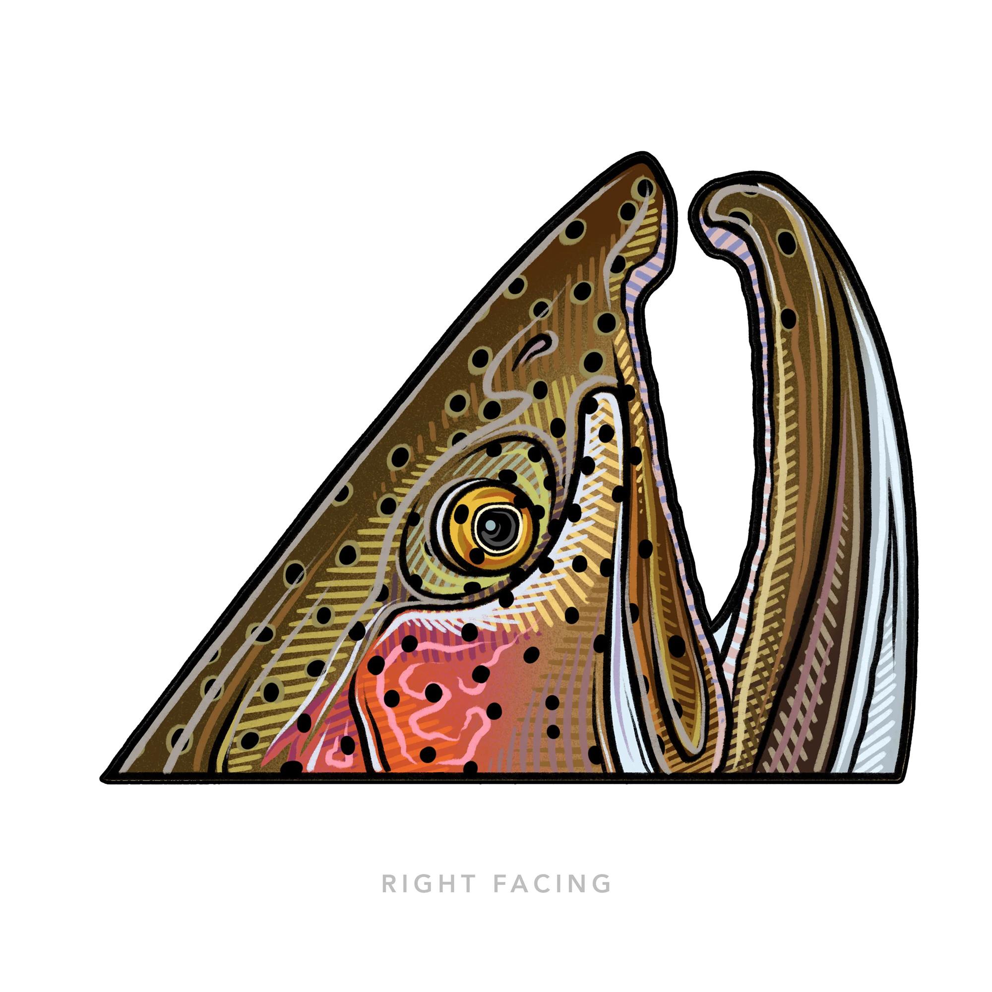 Decal designed by Casey Underwood of a rising rainbow trout