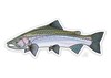 Decal designed by Casey Underwood of a steelhead