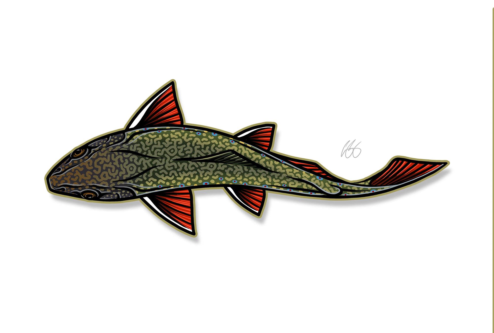 Decal designed by Casey Underwood of a swimming brook trout