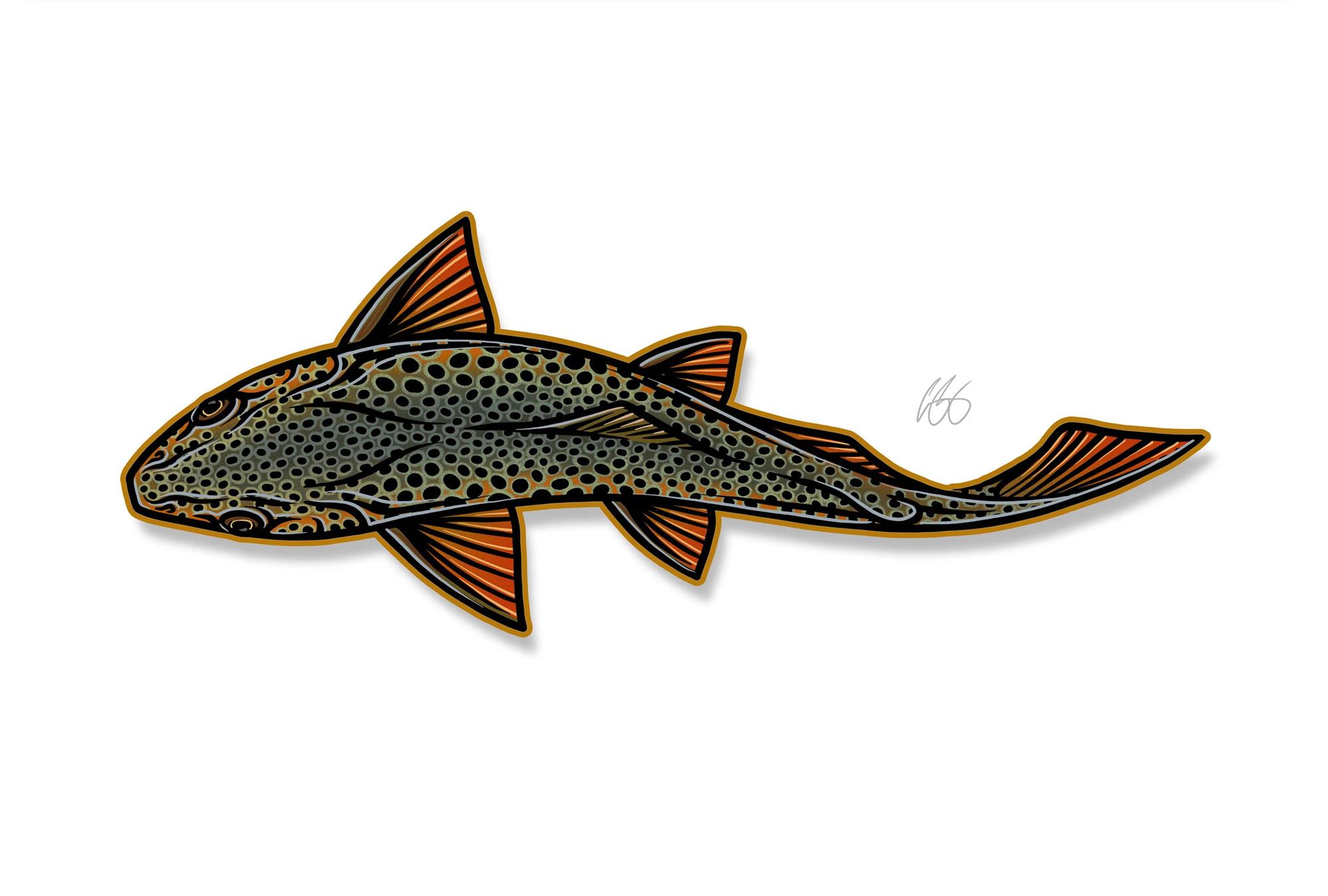 Decal designed by Casey Underwood of a swimming brown trout