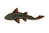 Decal designed by Casey Underwood of a swimming brown trout