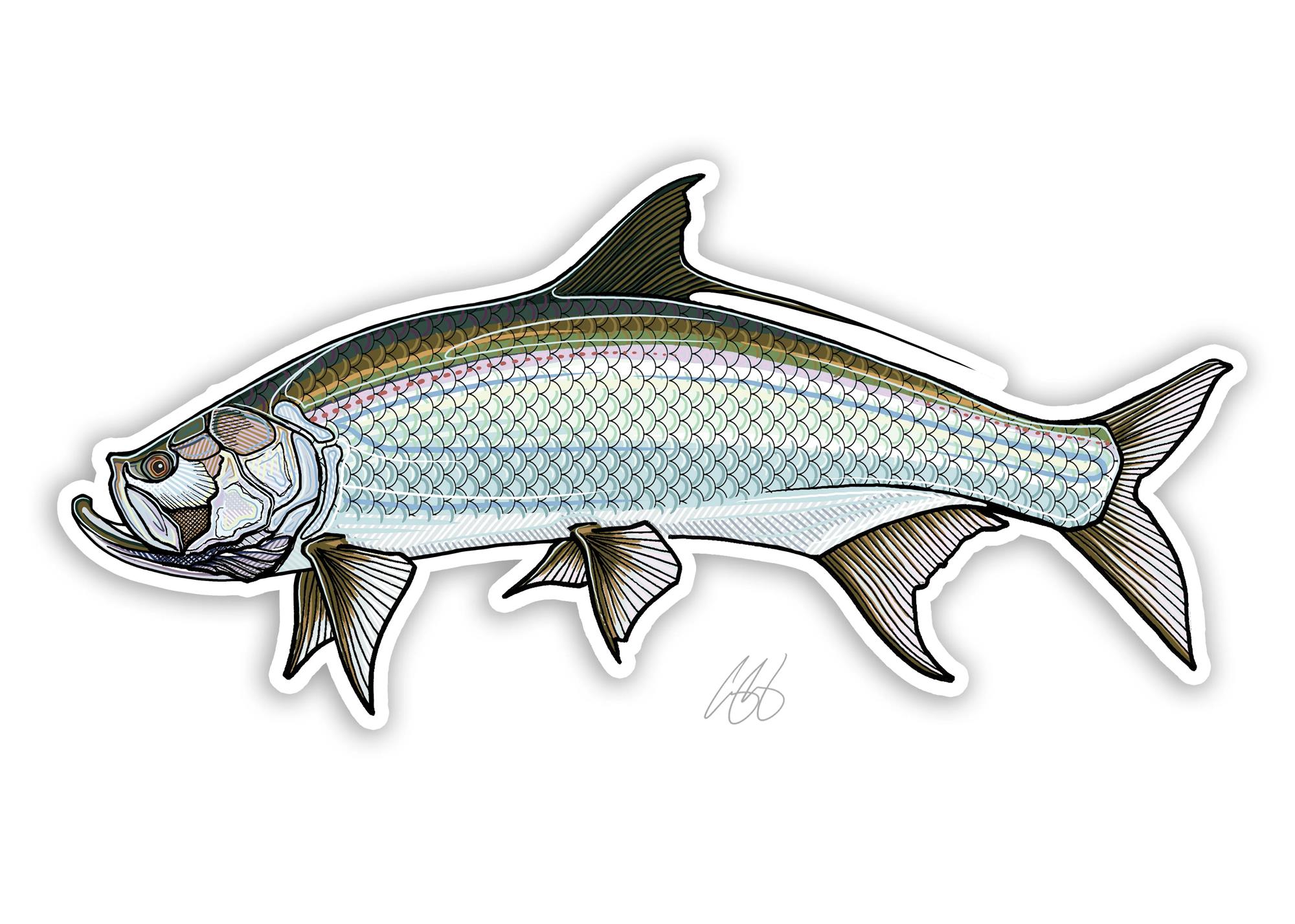 Decal designed by Casey Underwood of a tarpon
