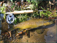Fly fishing gear from The Fly Fishers catch all sorts of fish, including brown trout Fly Fishing Gear - Rod and Reel for Catching Freshwater Trout