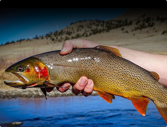 Fly fishing gear & supplies: FREE shipping for online orders over $75