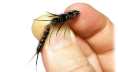 Articulated_Wiggle_Shank_Hand.jpg